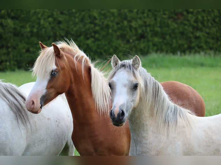 Welsh-A Hengst 1 Jaar 120 cm Donkere-vos in NIEUWERKERK AD IJSSEL