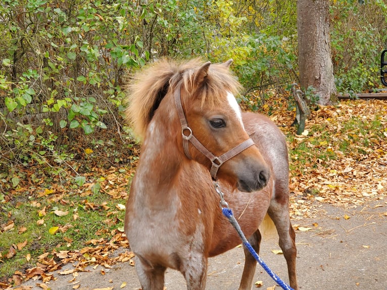 Welsh-A Hengst 1 Jaar 120 cm Roan-Red in Niederstetten