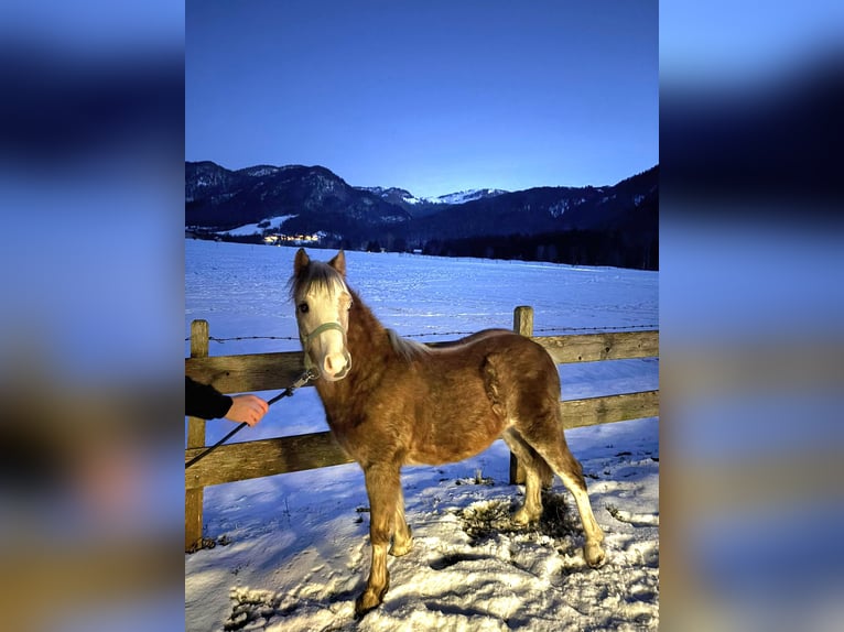 Welsh-A Hengst 1 Jaar 120 cm Rood schimmel in Kirchdorf in Tirol