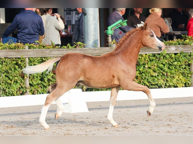 Welsh-A Hengst 1 Jaar 121 cm Vos in Kloosterburen