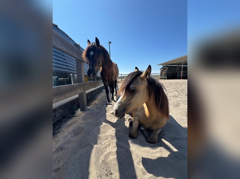 Welsh-A Hengst 1 Jaar 125 cm Buckskin in Scheibenhardt