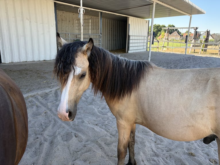 Welsh-A Hengst 1 Jaar 125 cm Buckskin in Scheibenhardt