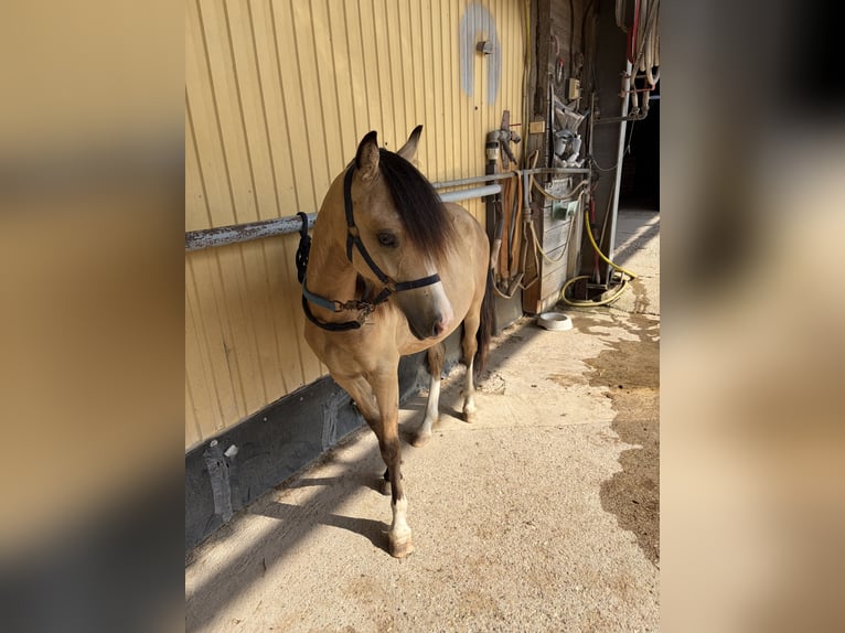 Welsh-A Hengst 1 Jaar 125 cm Buckskin in Scheibenhardt