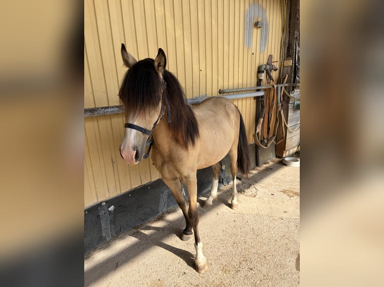 Welsh-A Hengst 1 Jaar 125 cm Buckskin in Scheibenhardt