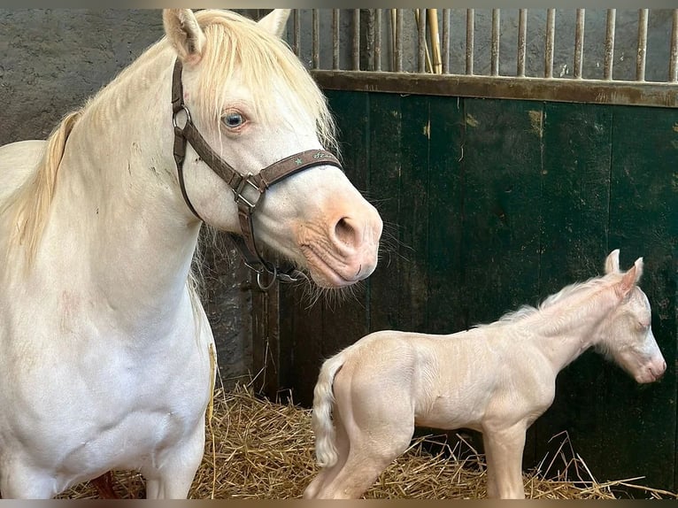 Welsh-A Hengst 1 Jaar Cremello in Strasbourg