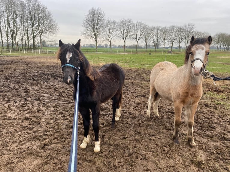 Welsh-A Hengst 1 Jaar Falbe in Baak