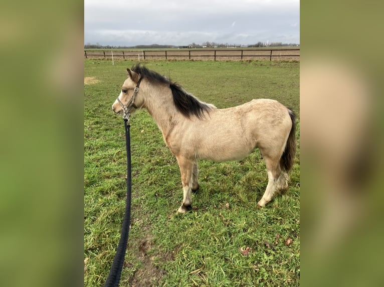 Welsh-A Hengst 1 Jaar Falbe in Baak