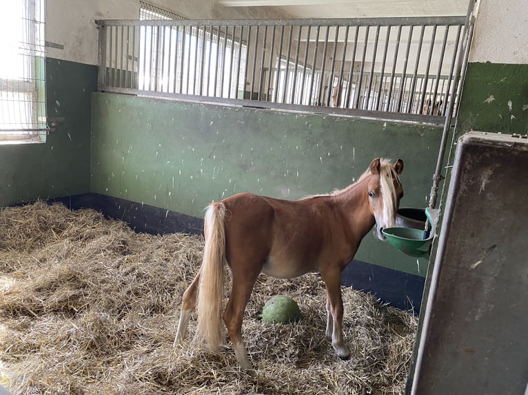 Welsh-A Hengst 1 Jaar Palomino in Herzberg