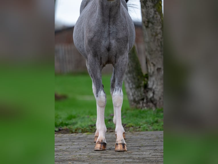 Welsh-A Hengst 1 Jahr 105 cm  in GROTE-BROGEL