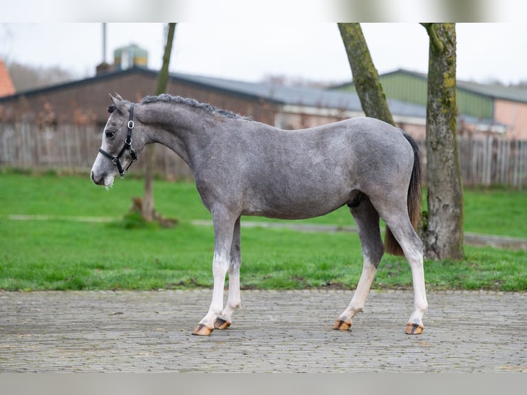 Welsh-A Hengst 1 Jahr 105 cm  in GROTE-BROGEL