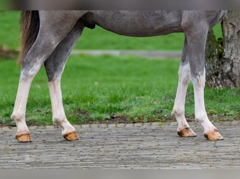 Welsh-A Hengst 1 Jahr 105 cm  in GROTE-BROGEL