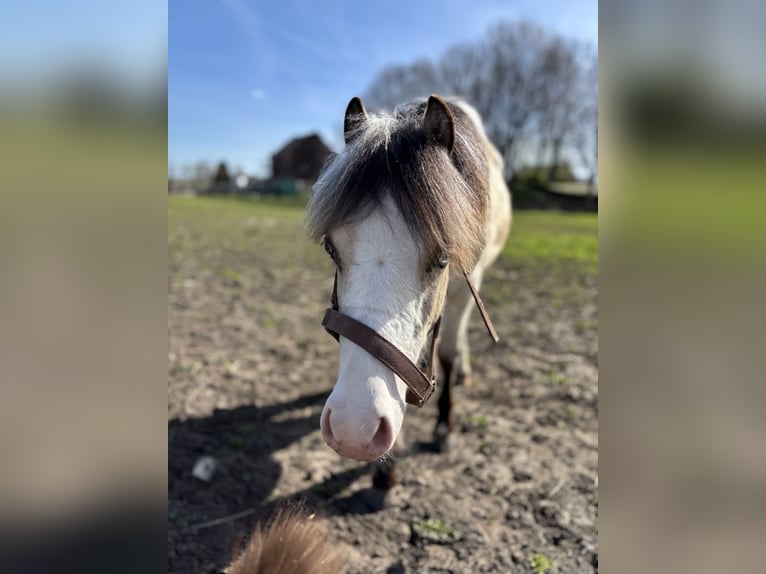 Welsh-A Hengst 1 Jahr 107 cm Buckskin in Zevenbergschen Hoek
