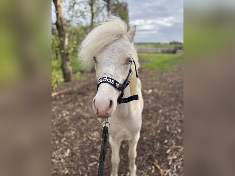 Welsh-A Hengst 1 Jahr 107 cm Cremello in Zevenbergschen Hoek