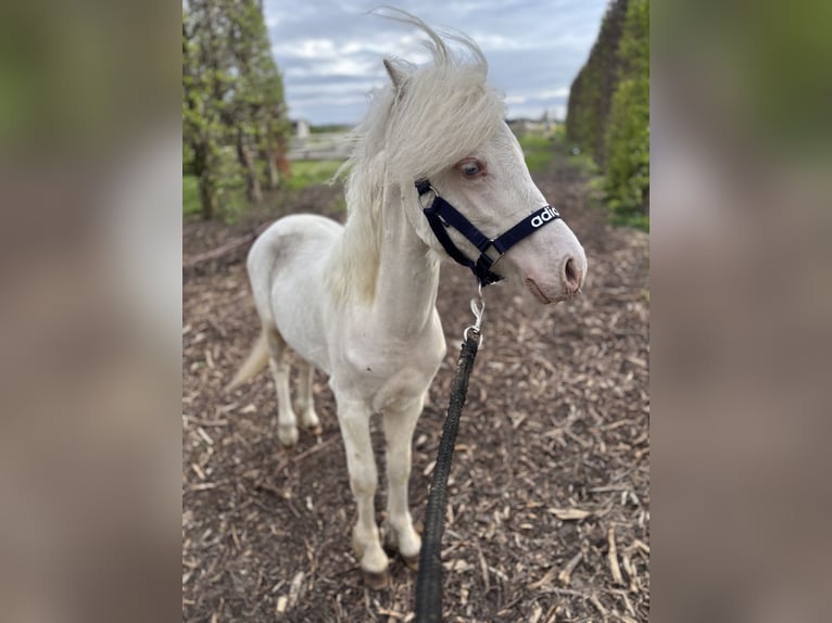 Welsh-A Hengst 1 Jahr 107 cm Cremello in Zevenbergschen Hoek
