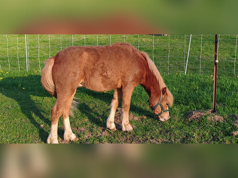 Welsh-A Hengst 1 Jahr 108 cm Fuchs in Erlau