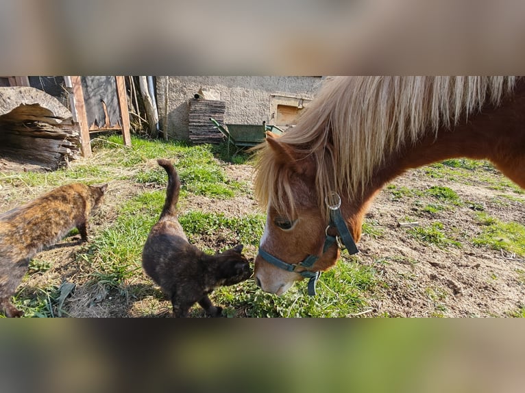 Welsh-A Hengst 1 Jahr 108 cm Fuchs in Erlau