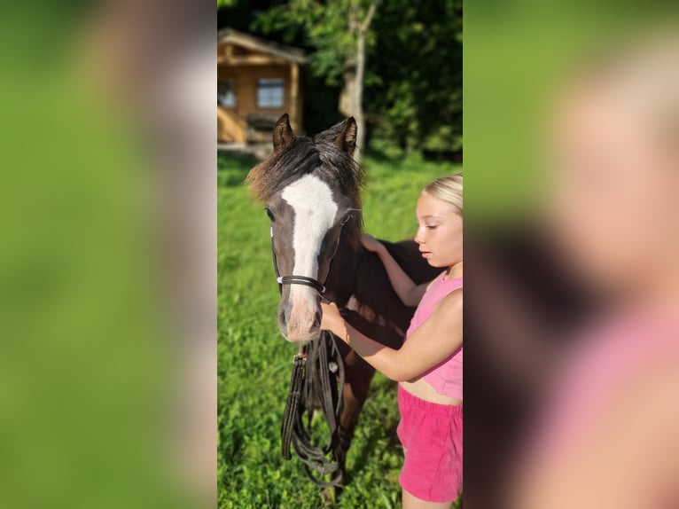Welsh-A Hengst 1 Jahr 108 cm Rappe in Marktschellenberg