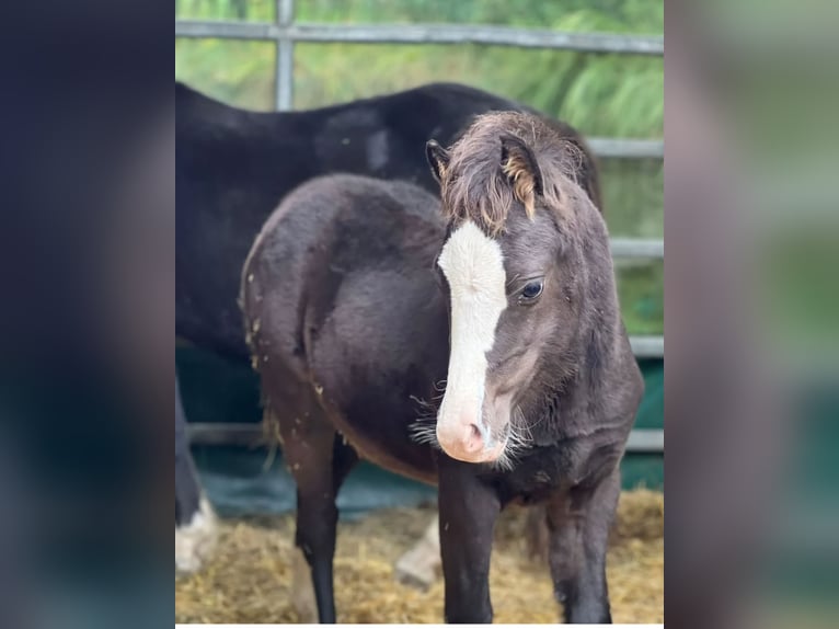 Welsh-A Hengst 1 Jahr 108 cm Rappe in Marktschellenberg