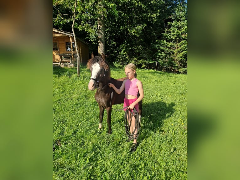 Welsh-A Hengst 1 Jahr 108 cm Rappe in Marktschellenberg