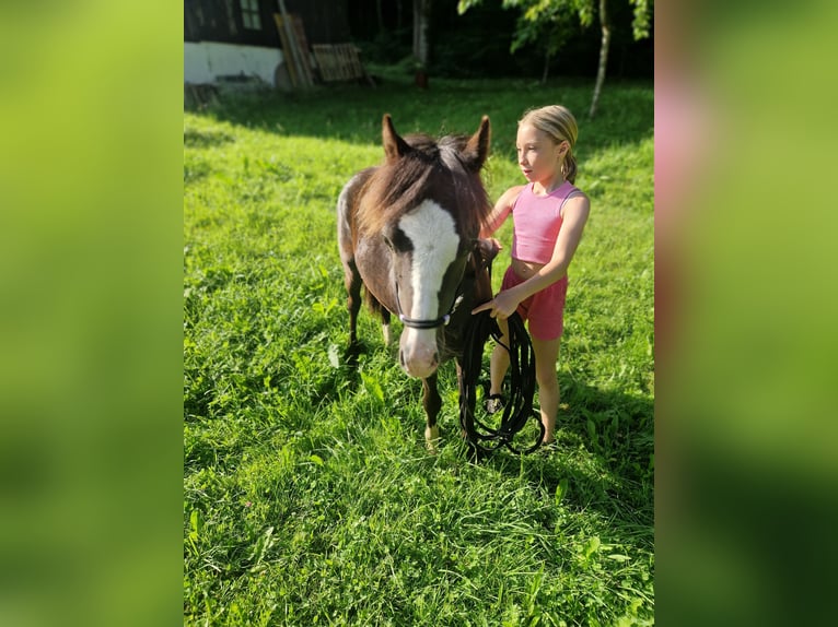 Welsh-A Hengst 1 Jahr 108 cm Rappe in Marktschellenberg