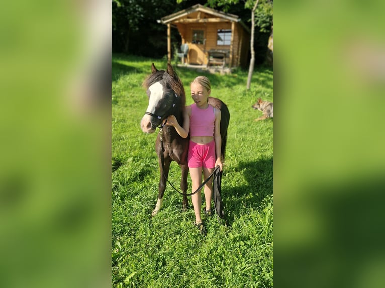 Welsh-A Hengst 1 Jahr 108 cm Rappe in Marktschellenberg