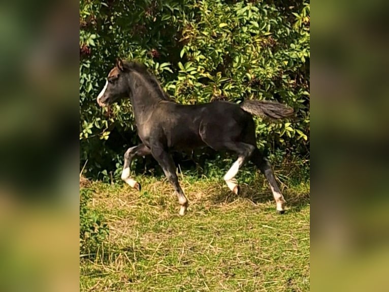Welsh-A Hengst 1 Jahr 108 cm Rappe in Marktschellenberg