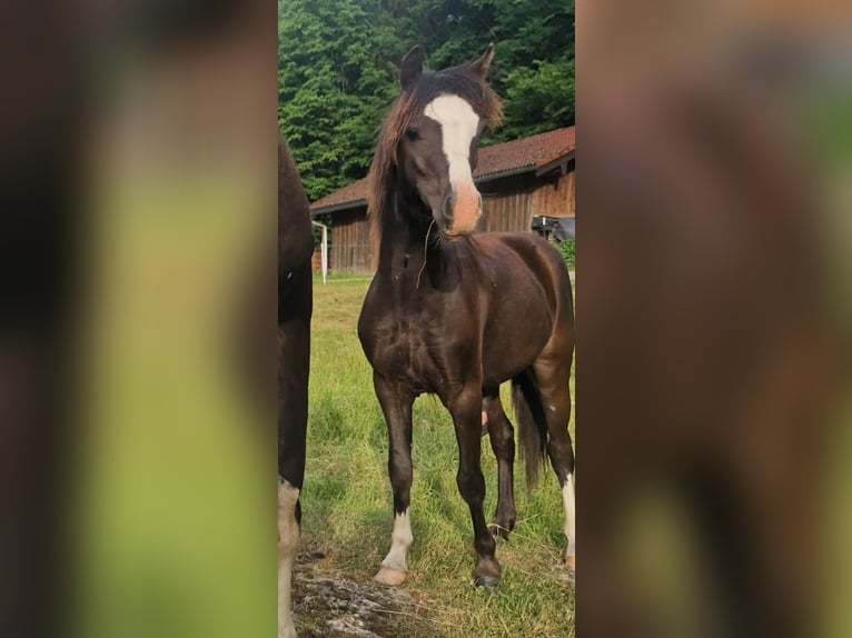 Welsh-A Hengst 1 Jahr 108 cm Rappe in Marktschellenberg