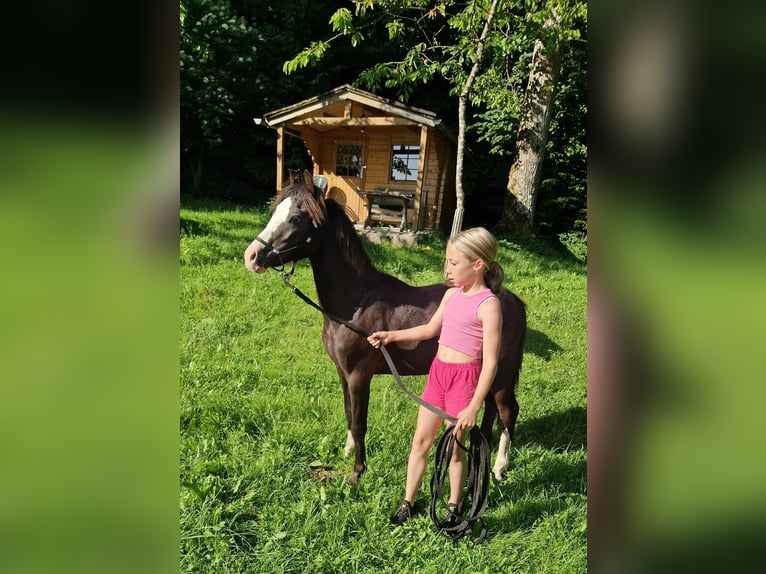 Welsh-A Hengst 1 Jahr 108 cm Rappe in Marktschellenberg