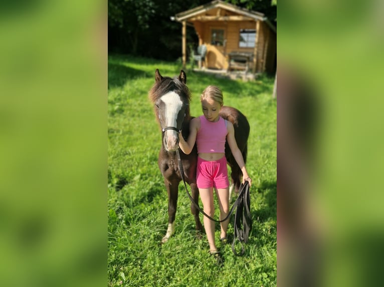 Welsh-A Hengst 1 Jahr 108 cm Rappe in Marktschellenberg