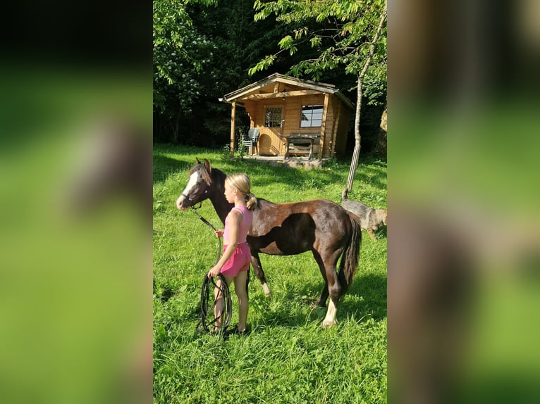 Welsh-A Hengst 1 Jahr 108 cm Rappe in Marktschellenberg