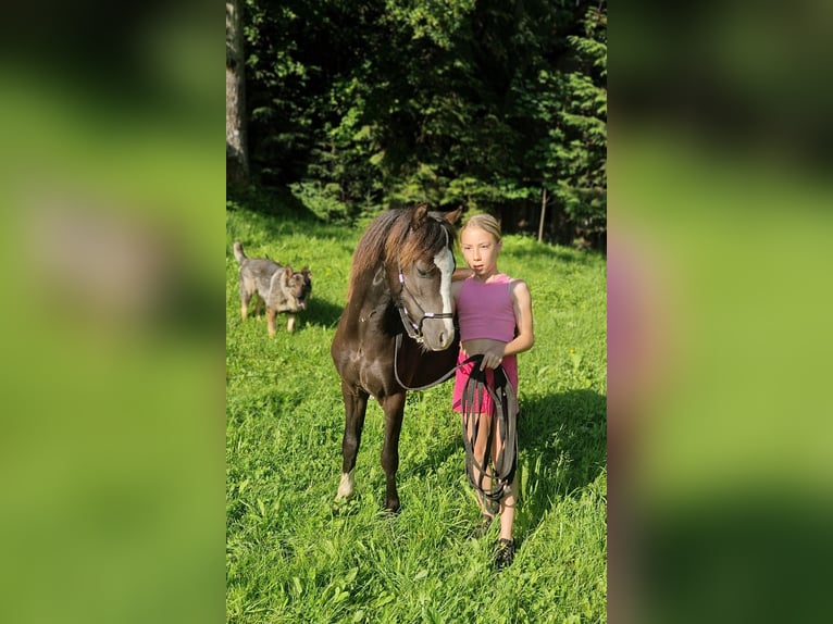 Welsh-A Hengst 1 Jahr 108 cm Rappe in Marktschellenberg