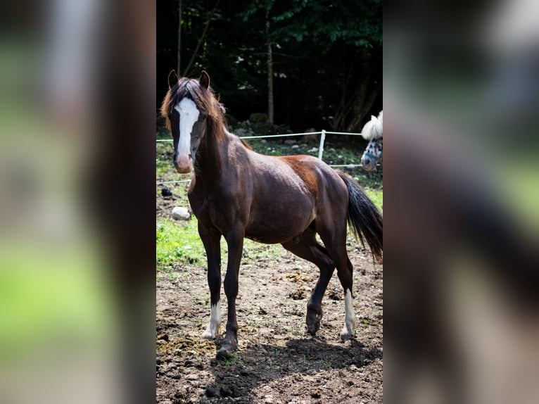 Welsh-A Hengst 1 Jahr 115 cm Rappe in Marktschellenberg