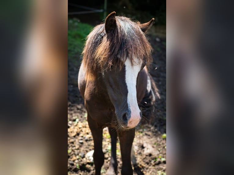 Welsh-A Hengst 1 Jahr 115 cm Rappe in Marktschellenberg