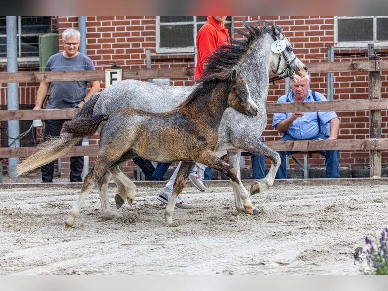Welsh-A Hengst 1 Jahr 116 cm Dunkelbrauner in Ansbach