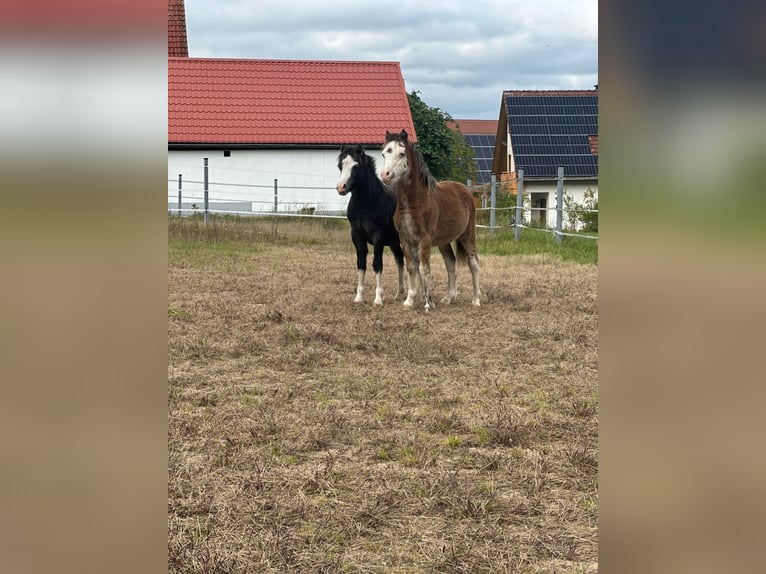 Welsh-A Hengst 1 Jahr 116 cm Kann Schimmel werden in Ansbach