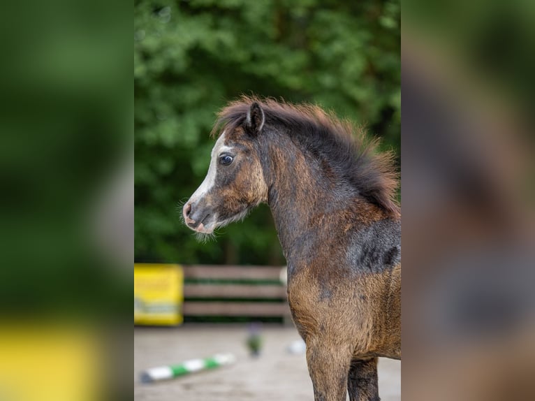 Welsh-A Hengst 1 Jahr 116 cm Kann Schimmel werden in Ansbach