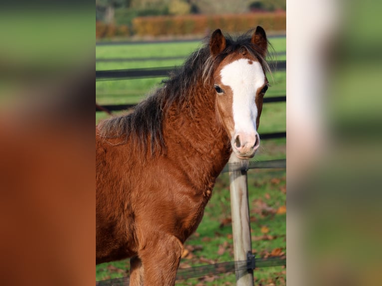 Welsh-A Hengst 1 Jahr 118 cm Brauner in Kessel