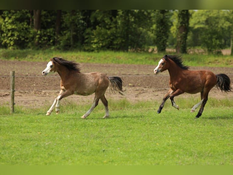 Welsh-A Hengst 1 Jahr 118 cm Buckskin in Aalten