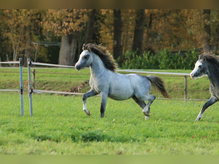Welsh-A Hengst 1 Jahr 118 cm Schimmel in Ruinerwold