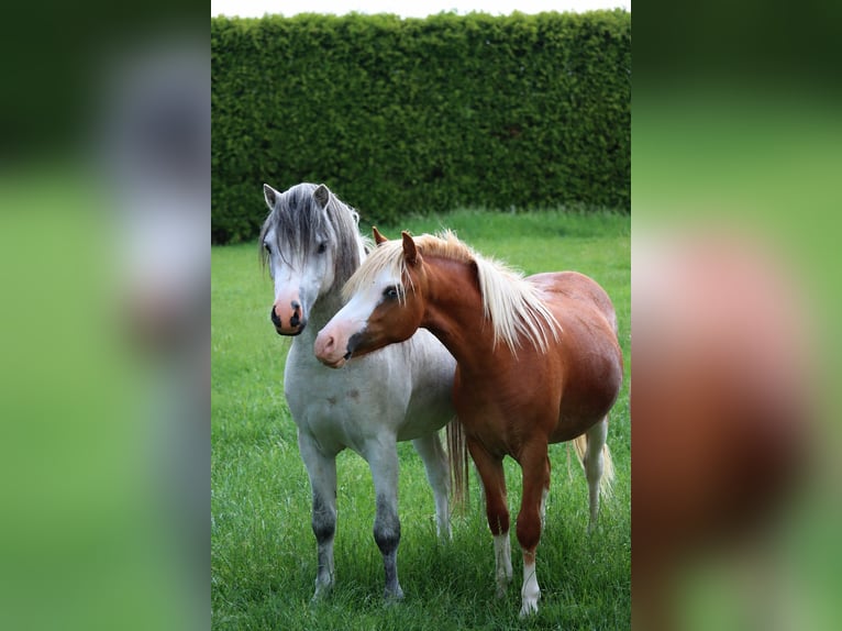 Welsh-A Hengst 1 Jahr 120 cm Dunkelfuchs in NIEUWERKERK AD IJSSEL