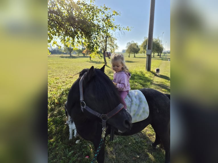 Welsh-A Hengst 1 Jahr 120 cm Rappschimmel in Gerstetten