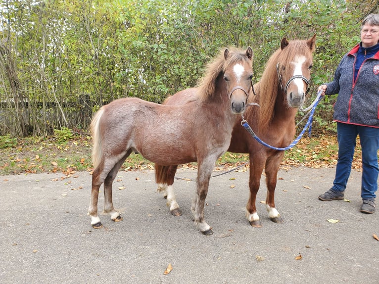 Welsh-A Hengst 1 Jahr 120 cm Roan-Red in Niederstetten