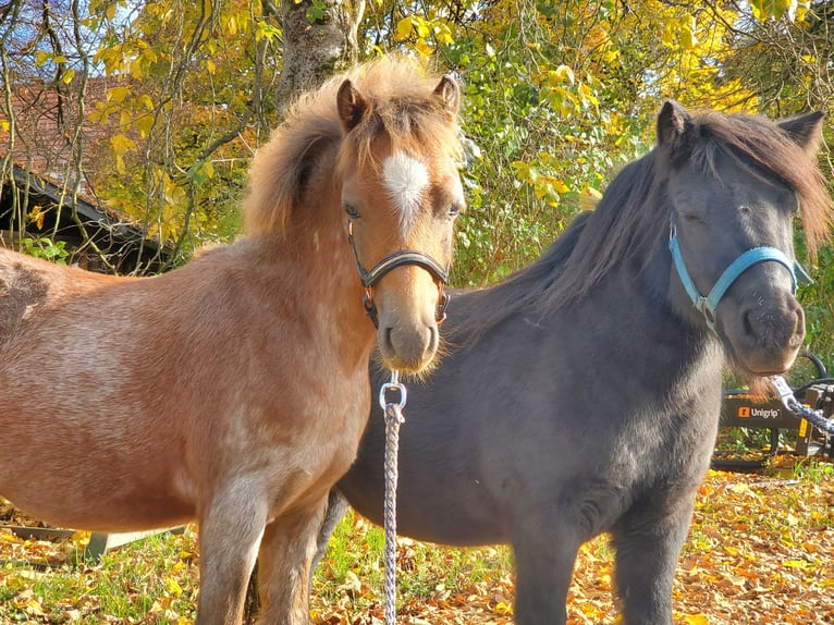 Welsh-A Hengst 1 Jahr 120 cm Roan-Red in Niederstetten