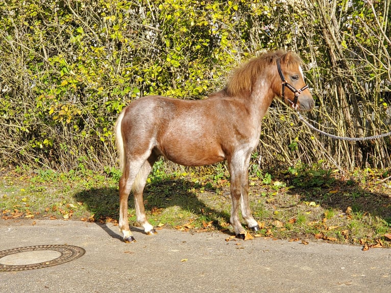Welsh-A Hengst 1 Jahr 120 cm Roan-Red in Niederstetten