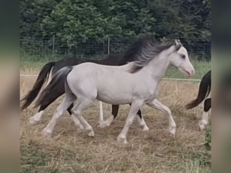 Welsh-A Hengst 1 Jahr 120 cm Schimmel in Woldegk