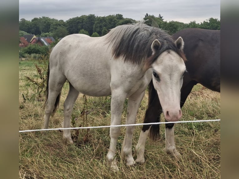 Welsh-A Hengst 1 Jahr 120 cm Schimmel in Woldegk