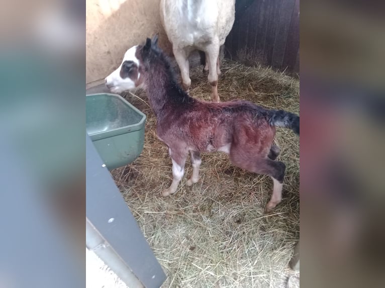 Welsh-A Hengst 1 Jahr 120 cm Schimmel in Ohnerstorf