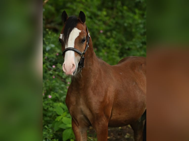 Welsh-A Hengst 1 Jahr 121 cm Falbe in Groningen