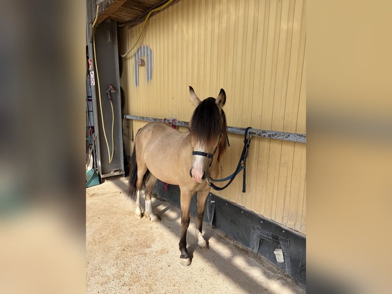 Welsh-A Hengst 1 Jahr 125 cm Buckskin in Scheibenhardt