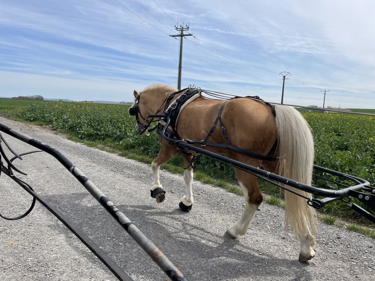 Welsh-A Hengst 1 Jahr 125 cm Buckskin in Scheibenhardt